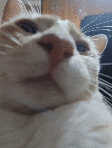 Cat Ok GIF